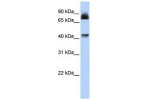 Image no. 1 for anti-Purinergic Receptor P2X, Ligand Gated Ion Channel 2 (P2RX2) (AA 36-85) antibody (ABIN6742574) (P2RX2 antibody  (AA 36-85))