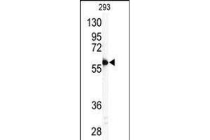 Western blot analysis of anti-P11 Antibody (C-term) (ABIN390135 and ABIN2840639) in 293 cell line lysates (35 μg/lane). (MMP11 antibody  (C-Term))