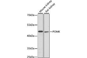 Western blot analysis of extracts of various cell lines, using POMK antibody (ABIN7269648) at 1:1000 dilution.