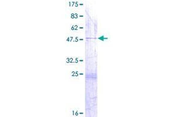 DUSP26 Protein (AA 1-211) (GST tag)