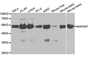 Western blot analysis of extracts of various cell lines, using MAP2K7 antibody (ABIN5971212) at 1/1000 dilution.