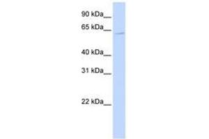 Image no. 1 for anti-Zinc Finger Protein 579 (ZNF579) (C-Term) antibody (ABIN6740637) (ZNF579 antibody  (C-Term))