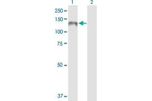 Western Blot analysis of PLEKHG4 expression in transfected 293T cell line by PLEKHG4 MaxPab polyclonal antibody. (PLEKHG4 antibody  (AA 1-1151))