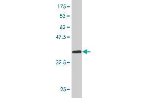 Western Blot detection against Immunogen (37. (Homeobox A11 antibody  (AA 60-166))