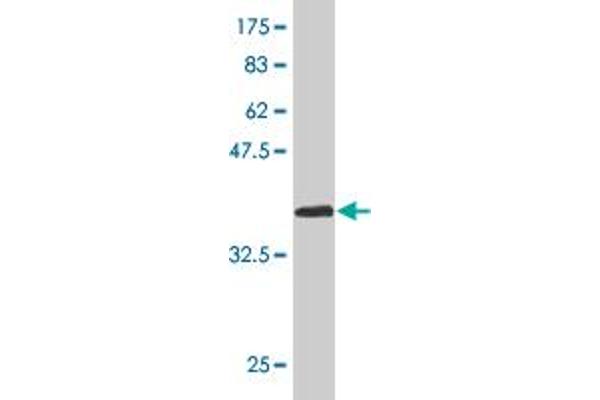 Homeobox A11 antibody  (AA 60-166)
