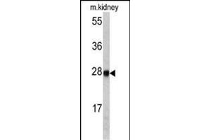 Western blot analysis of ETHE1 antibody (Center) (ABIN390581 and ABIN2840904) in mouse kidney tissue lysates (35 μg/lane). (ETHE1 antibody  (AA 103-130))