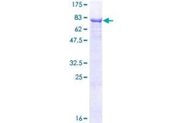 ALPPL2 Protein (AA 1-532) (GST tag)