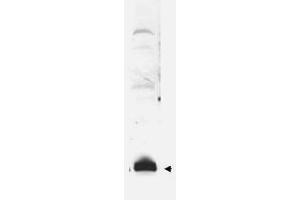 Image no. 1 for anti-Small Ubiquitin Related Modifier Protein 1 (SUMO1) antibody (ABIN297724) (SUMO1 antibody)