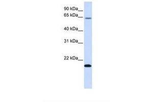 Image no. 1 for anti-Family with Sequence Similarity 19 (Chemokine (C-C Motif)-Like), Member A3 (FAM19A3) (AA 72-121) antibody (ABIN6739179) (FAM19A3 antibody  (AA 72-121))