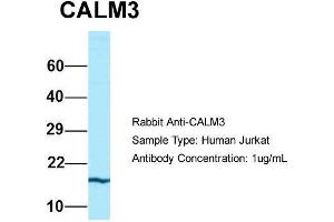 Host: Rabbit  Target Name: CALM3  Sample Tissue: Human Jurkat  Antibody Dilution: 1. (Calmodulin 3 antibody  (N-Term))