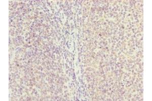 Immunohistochemistry of paraffin-embedded human tonsil tissue using ABIN7154838 at dilution of 1:100 (NYS48/HAUS8 antibody  (AA 166-410))