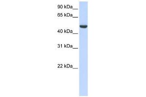 SPATA17 antibody used at 1 ug/ml to detect target protein. (SPATA17 antibody  (C-Term))