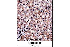 SHMT1 Antibody immunohistochemistry analysis in formalin fixed and paraffin embedded human liver tissue followed by peroxidase conjugation of the secondary antibody and DAB staining.