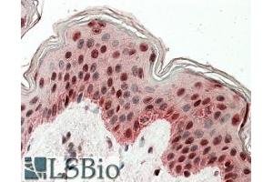 ABIN571096 (3. (TIAL1 antibody  (Internal Region))