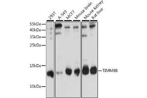 Western blot analysis of extracts of various cell lines, using TIMM8B antibody (ABIN7270928) at 1:1000 dilution. (TIMM8B antibody  (AA 16-98))