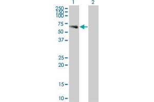 LILRA3 antibody  (AA 1-439)