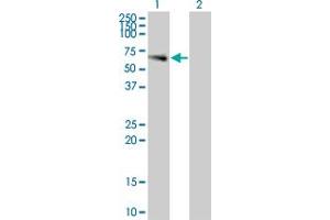 Western Blot analysis of LILRA3 expression in transfected 293T cell line by LILRA3 monoclonal antibody (M01), clone 2E9. (LILRA3 antibody  (AA 1-439))