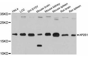 Western blot analysis of extracts of various cell lines, using AP2S1 antibody (ABIN6291767) at 1:3000 dilution. (AP2S1 antibody)