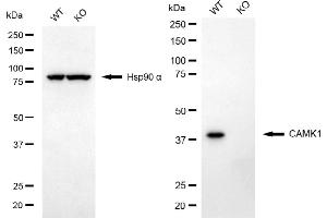 Western blotting analysis using CAMK1 antibody (ABIN7797831).