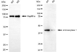 Western blotting analysis using aminoacylase 1 antibody (ABIN7797588). (Aminoacylase 1 antibody)