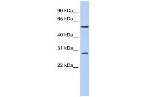 PRRC1 antibody used at 1 ug/ml to detect target protein. (PRRC1 antibody  (Middle Region))