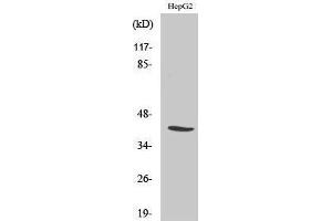 Western Blotting (WB) image for anti-Nuclear Transcription Factor Y, alpha (NFYA) (C-Term) antibody (ABIN3185872) (NFYA antibody  (C-Term))