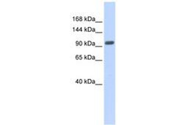 ZNF512B 抗体  (AA 539-588)