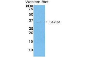 Western Blotting (WB) image for anti-TAF1 RNA Polymerase II, TATA Box Binding Protein (TBP)-Associated Factor (TAF1) (AA 1379-1636) antibody (ABIN1860674)