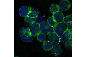 Immunofluorescence analysis of Jurkat cells using ITK mouse mAb (green). (ITK antibody)