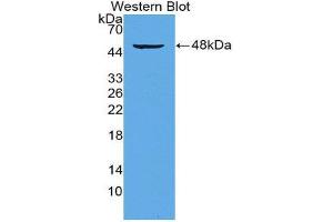Western Blotting (WB) image for anti-CD28 (CD28) (AA 33-174) antibody (ABIN3208171) (CD28 antibody  (AA 33-174))