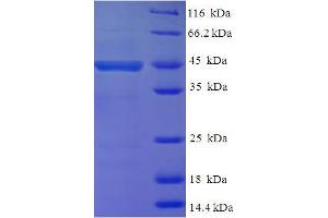 SDS-PAGE (SDS) image for Protein Tyrosine Phosphatase, Receptor-Type, Z Polypeptide 2 (PTPRZ2) (AA 36-300) protein (His-SUMO Tag) (ABIN5710189) (PTPRZ Protein (AA 36-300) (His-SUMO Tag))