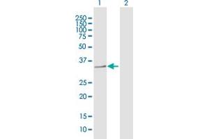 Western Blot analysis of PRSS21 expression in transfected 293T cell line by PRSS21 MaxPab polyclonal antibody. (PRSS21 antibody  (AA 1-314))