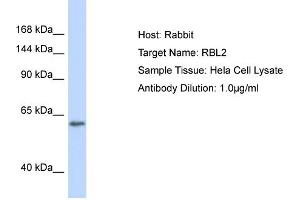 Host: Rabbit Target Name: RBL2 Sample Type: Hela Whole Cell lysates Antibody Dilution: 1. (p130 antibody  (C-Term))