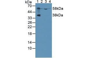 Figure. (PCYOX1 antibody  (AA 249-505))
