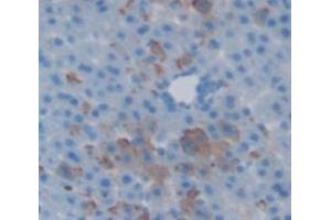 IHC-P analysis of Rat Tissue, with DAB staining. (MBL2 antibody  (AA 19-244))