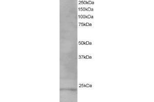 ABIN2560743 staining (1µg/ml) of Human Testis lysate (RIPA buffer, 35µg total protein per lane). (VPS28 antibody  (C-Term))