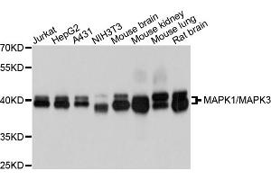 Western blot analysis of extracts of various cell lines, using MAPK1/MAPK3 antibody (ABIN5996862) at 1/1000 dilution. (ERK1 antibody)