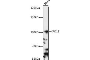 Western blot analysis of extracts of HeLa cells, using IPO13 antibody (ABIN7267855) at 1:1000 dilution. (IPO13 antibody  (AA 764-963))