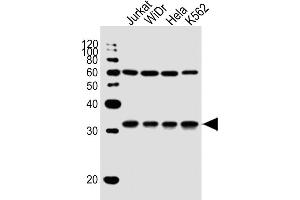 All lanes : Anti-EXOSC6 Antibody (N-term) at 1:1000 dilution Lane 1: Jurkat whole cell lysate Lane 2: WiDr whole cell lysate Lane 3: Hela whole cell lysate Lane 4: K562 whole cell lysate Lysates/proteins at 20 μg per lane.