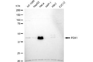 Western blotting analysis using PDX1 antibody (ABIN7799731). (Recombinant PDX1 antibody)