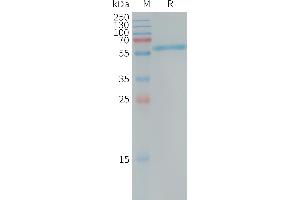PLAP Protein (AA 23-505) (His tag)
