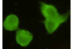 Immunocytochemistry stain of Hela using MECT1 / Torc1 mouse mAb (1:300). (CRTC1 antibody)