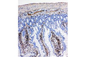 Anti-NRG1 antibody, IHC(P) IHC(P): Rat Intestine Tissue