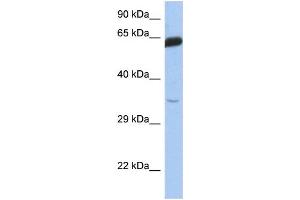 WB Suggested Anti-TCF7 Antibody Titration:  0. (TCF7 antibody  (Middle Region))