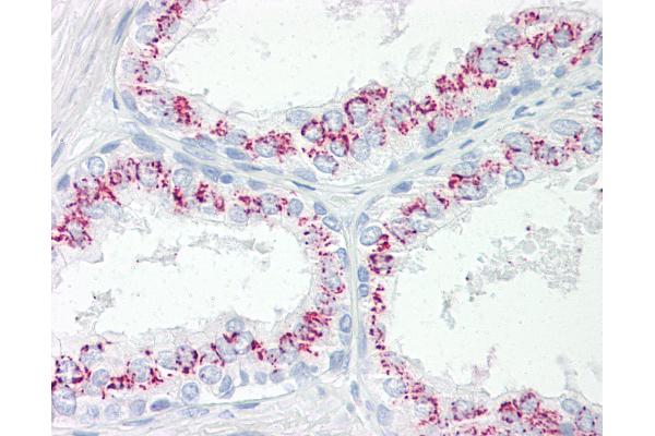 CPEB3 antibody  (AA 324-373)