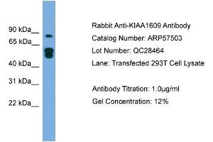 WB Suggested Anti-KIAA1609  Antibody Titration: 0. (KIAA1609 antibody  (N-Term))