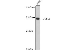 Western blot analysis of extracts of 293T cells, using GGPS1 antibody (ABIN7267376) at 1:1000 dilution. (GGPS1 antibody  (AA 1-300))
