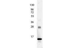 Image no. 1 for anti-Interleukin 3 (IL-3) antibody (ABIN1102488) (IL-3 antibody)