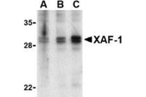 Western blot analysis of XAF-1 in human spleen lysate with AP30989PU-N (IN) at 1 (lane A), 2 (lane B), and 4 (lane C) μg/ml, respectively. (XAF1 antibody  (Middle Region))