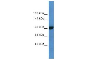 WB Suggested Anti-ABCC4 Antibody Titration: 1. (ABCC4 antibody  (C-Term))